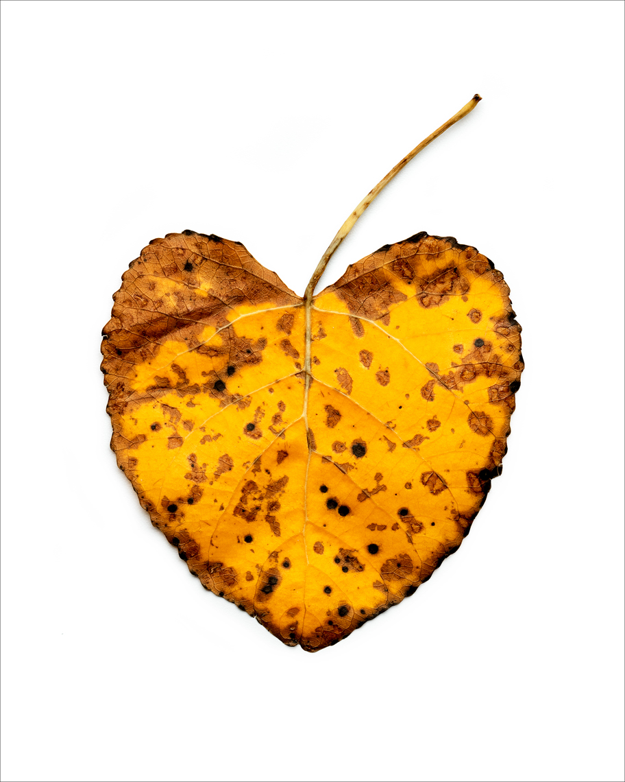 Leaf_heart
